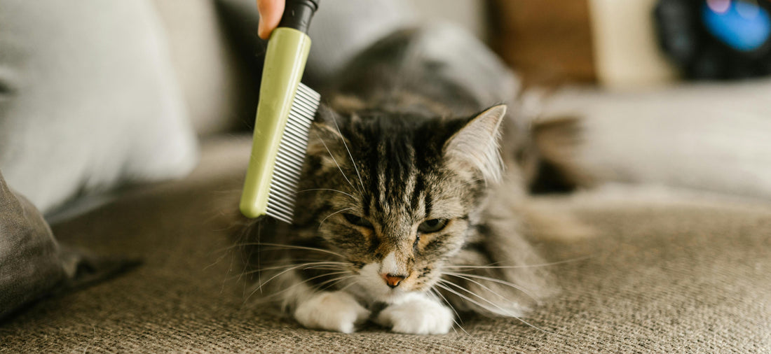 How to Properly Brush Your Pet’s Fur